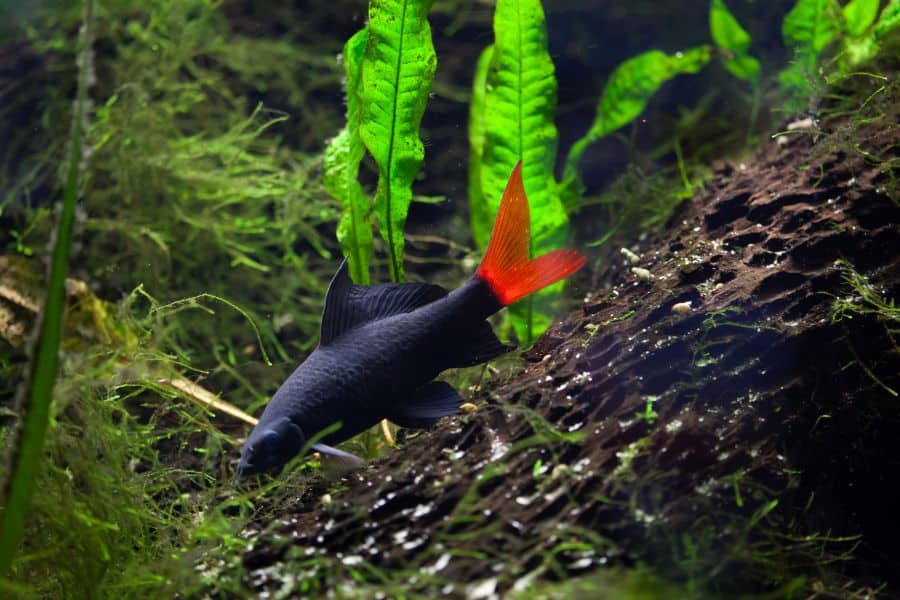 Red-Tailed Black Shark (Epalzeorhynchos bicolor)