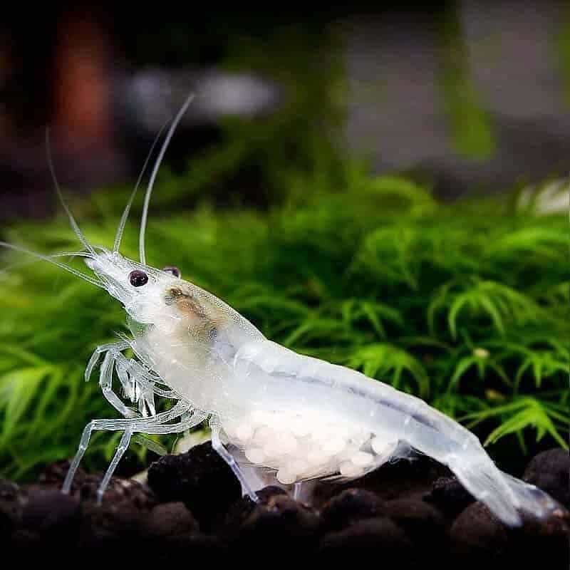 Snowball Shrimp