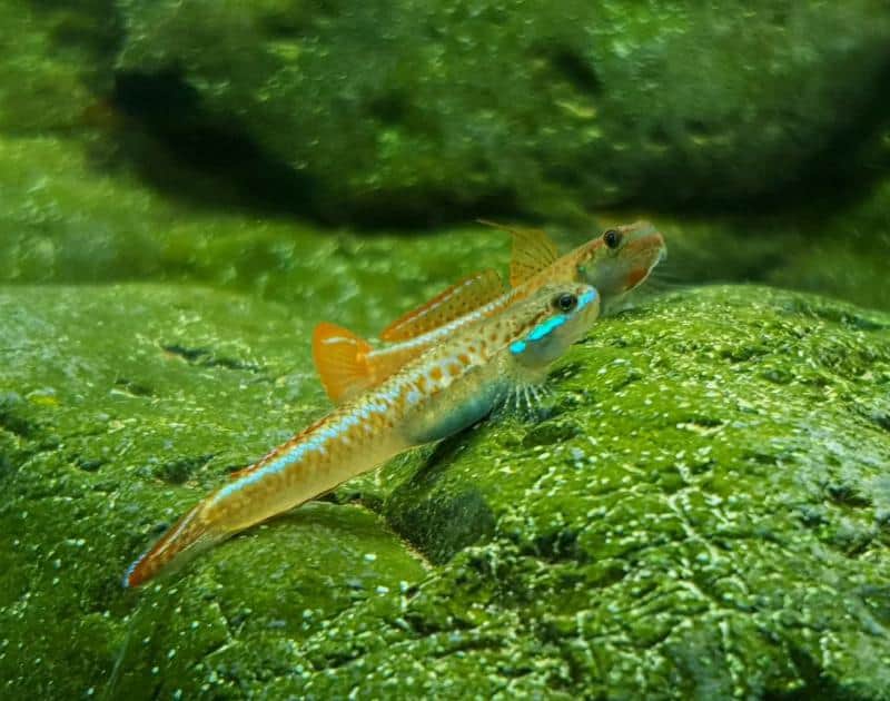 Stiphodon Goby (Stiphodon semoni)