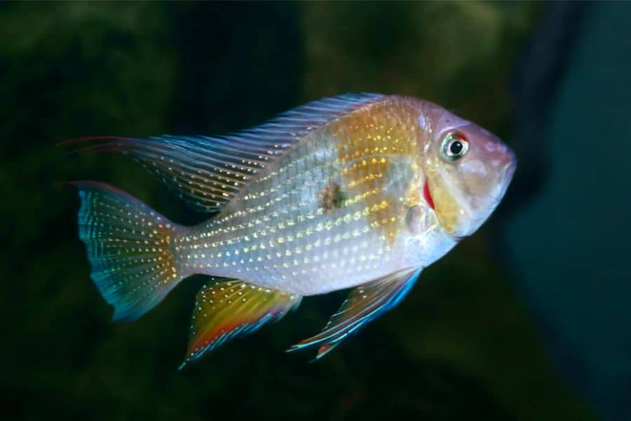 Threadfin Acara