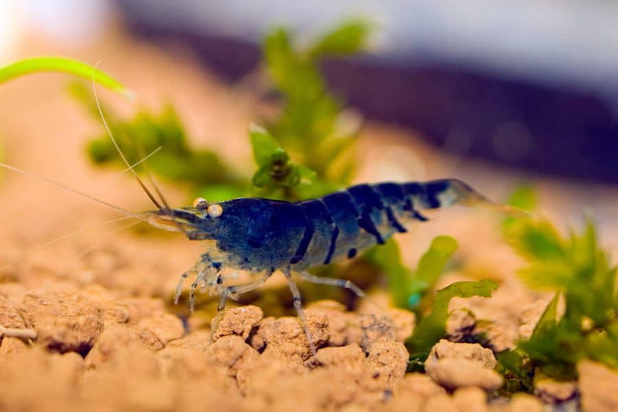 Tiger Shrimp