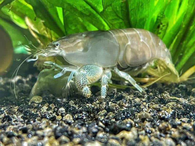 Vampire Shrimp (Atya gabonensis)