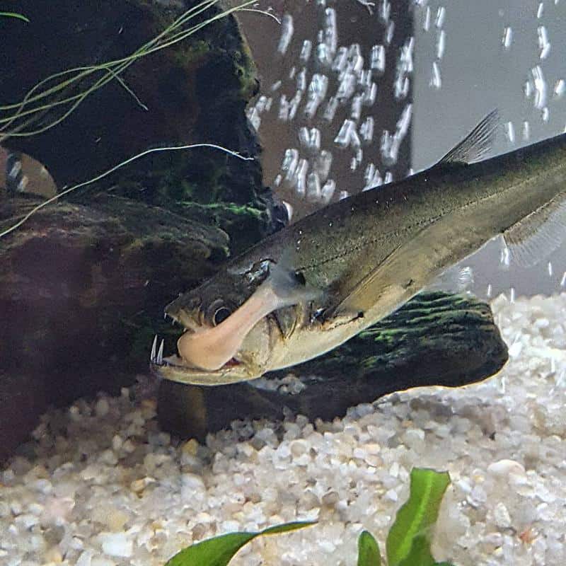 Vampire Tetra (Hydrocyon scomberoides)