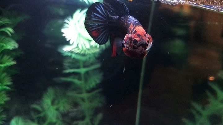 betta fish flaring at me