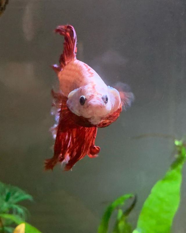 betta fish flaring