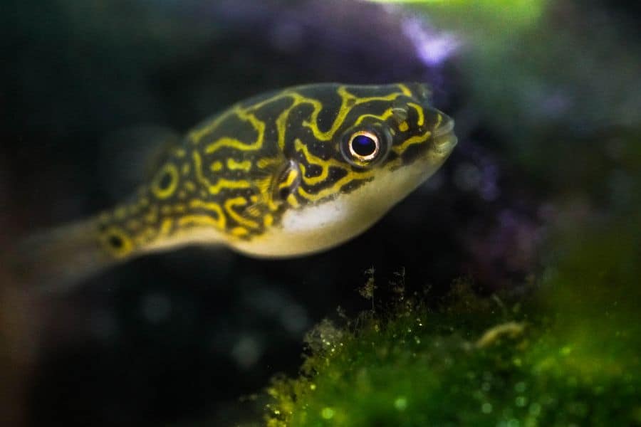 freshwater puffer fish