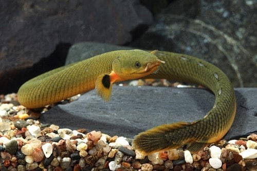 African Ropefish