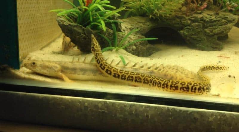 African Starry Night Eel