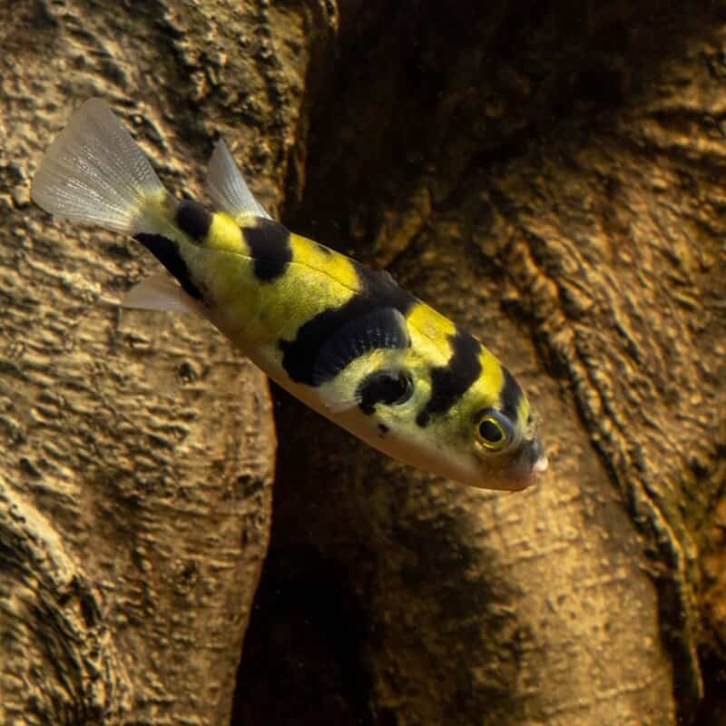 Amazon Pufferfish