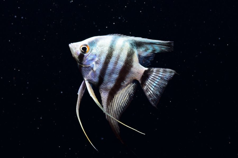 Angelfish