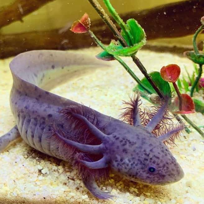 Axanthic Axolotl