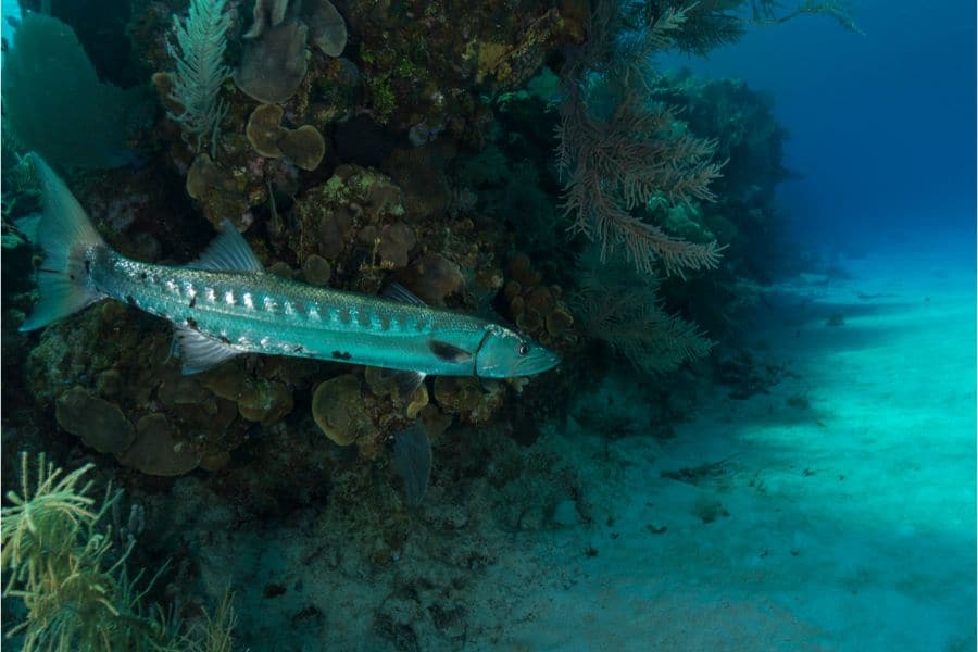 Barracuda