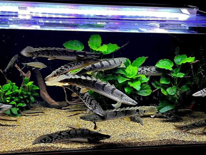 Bichir