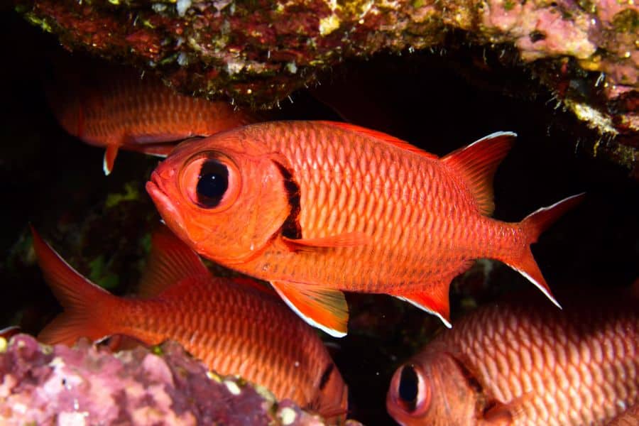 Big Eye Black Bar Soldierfish