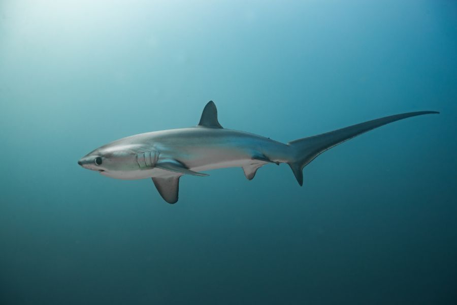 Bigeye Thresher Shark