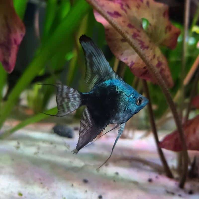 Blue Angelfish