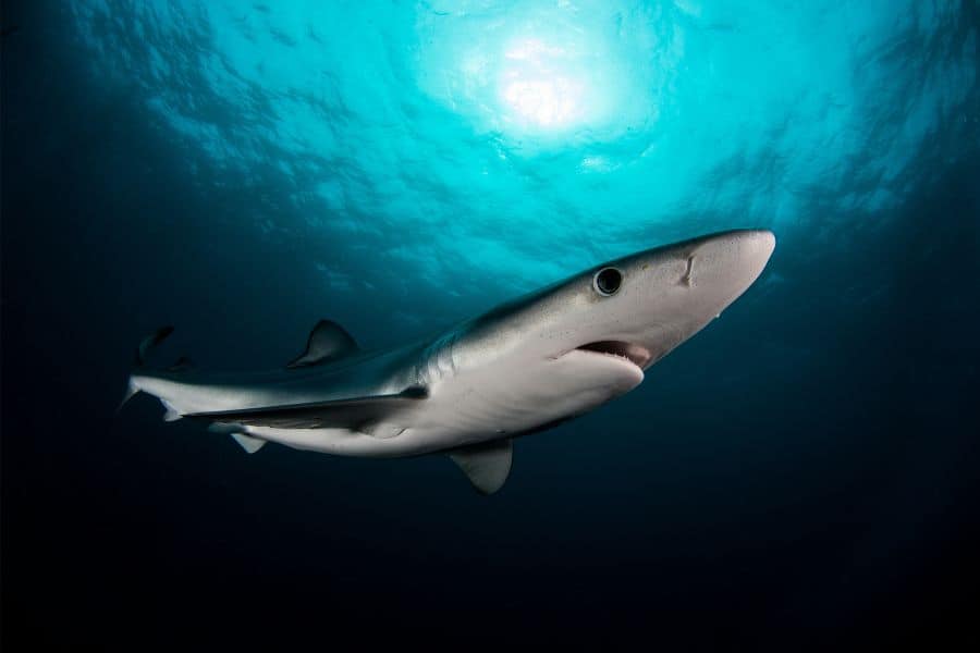 Blue Shark