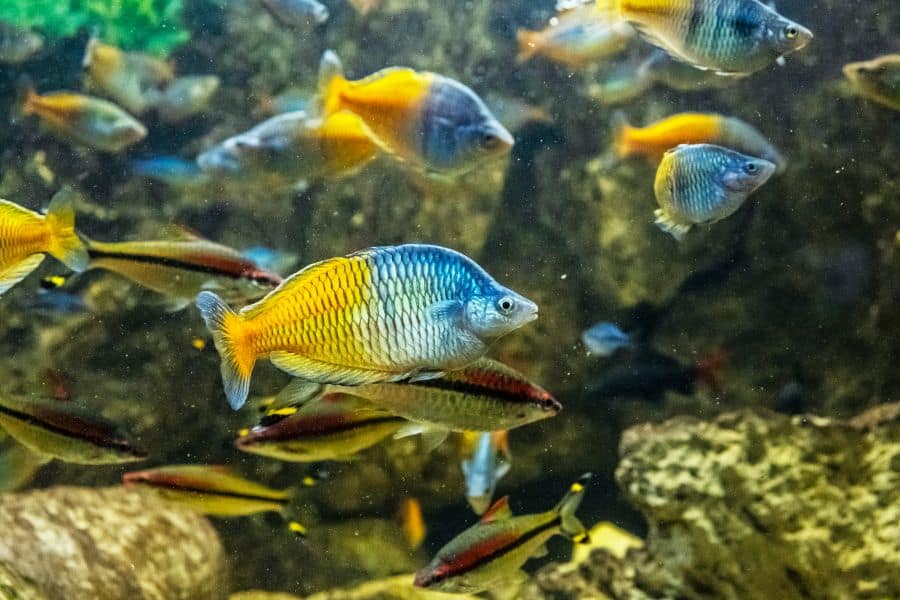 Boeseman's Rainbowfish