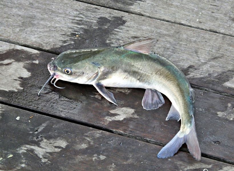 Catfish