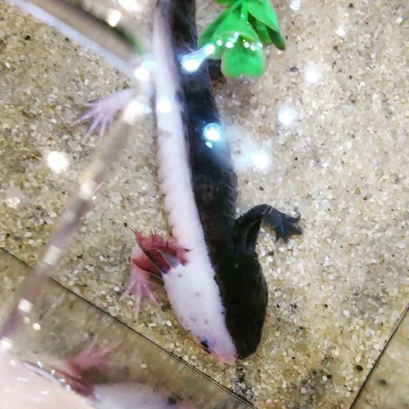 Chimera Axolotl