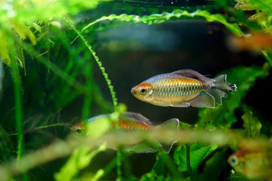 Congo Tetra