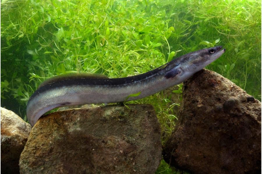 Eels