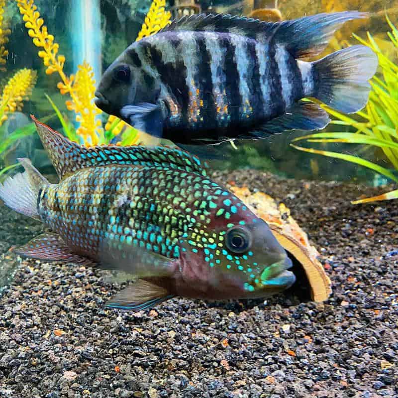 Electric Blue Jack Dempsey Tank Mates