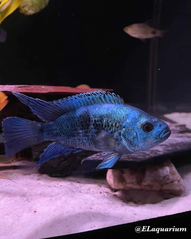 Electric Blue Jack Dempsey