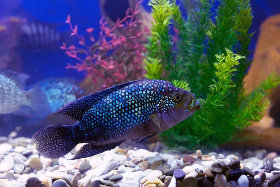 Electric Blue Jack Dempsey (Rocio octofasciata)