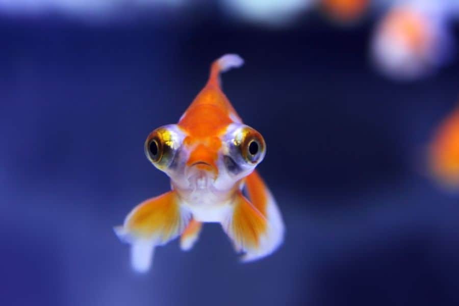 Fish With Big Eyes