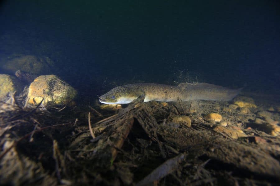 Freshwater Eel