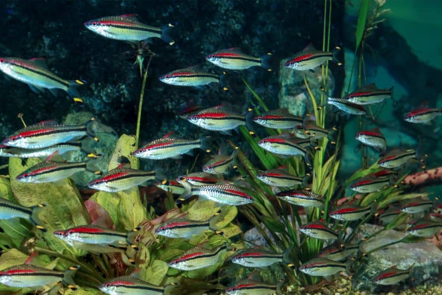 Freshwater Schooling Fish