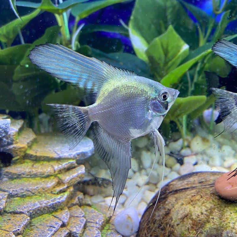 Ghost Angelfish