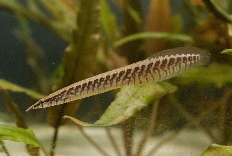 Half-Banded Spiny Eel