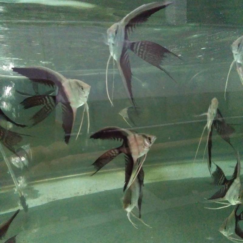 Half-Black Angelfish