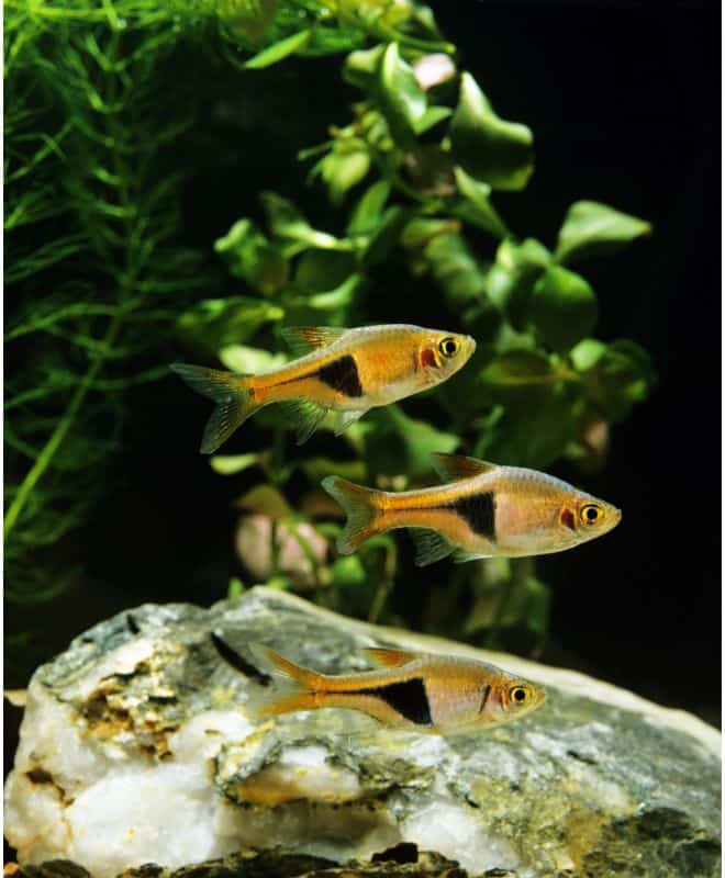 Harlequin Rasbora