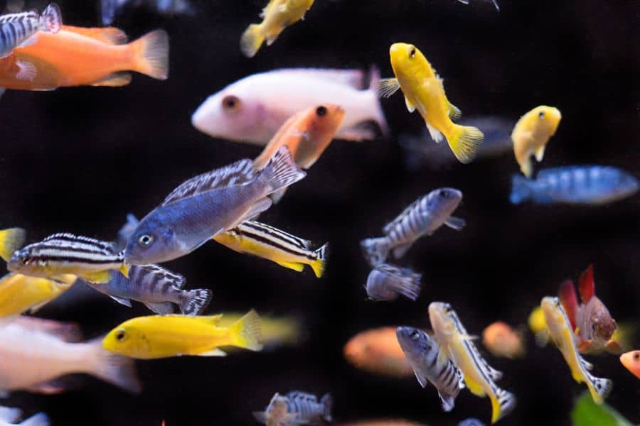 How to Lower Nitrites in Aquarium