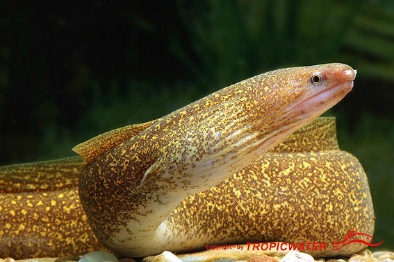 Indian Mud Moray Eel