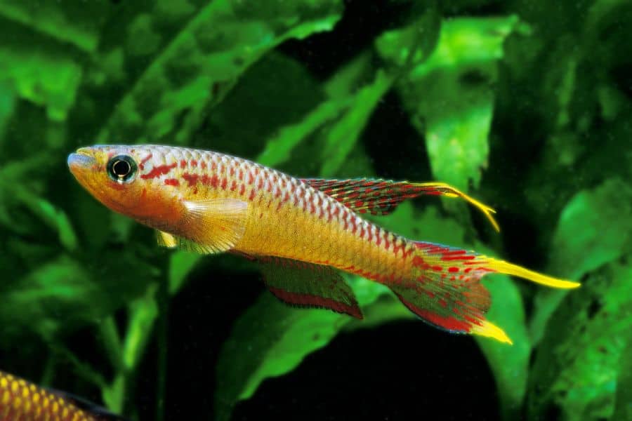 Killifish