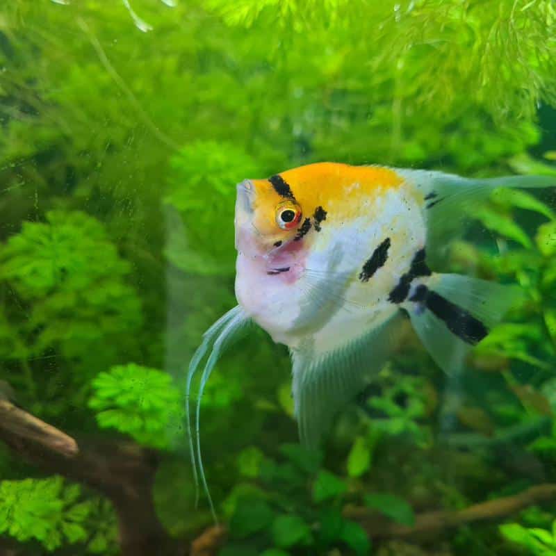 Koi Angelfish