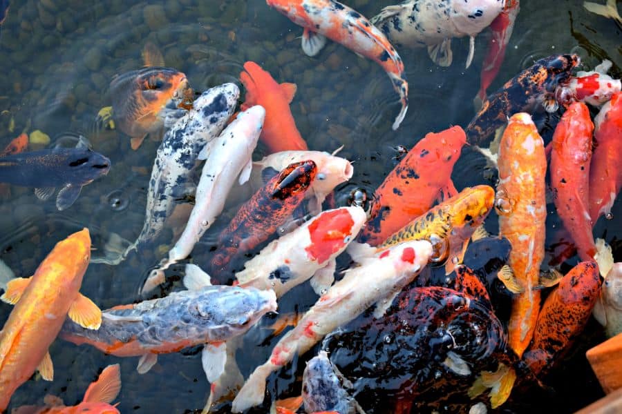 Koi in Pond