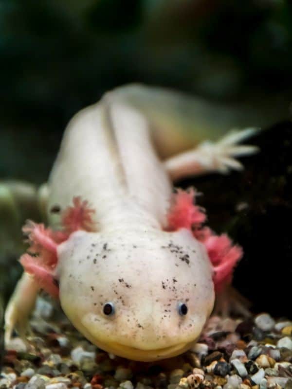 Leucistic Axolotl