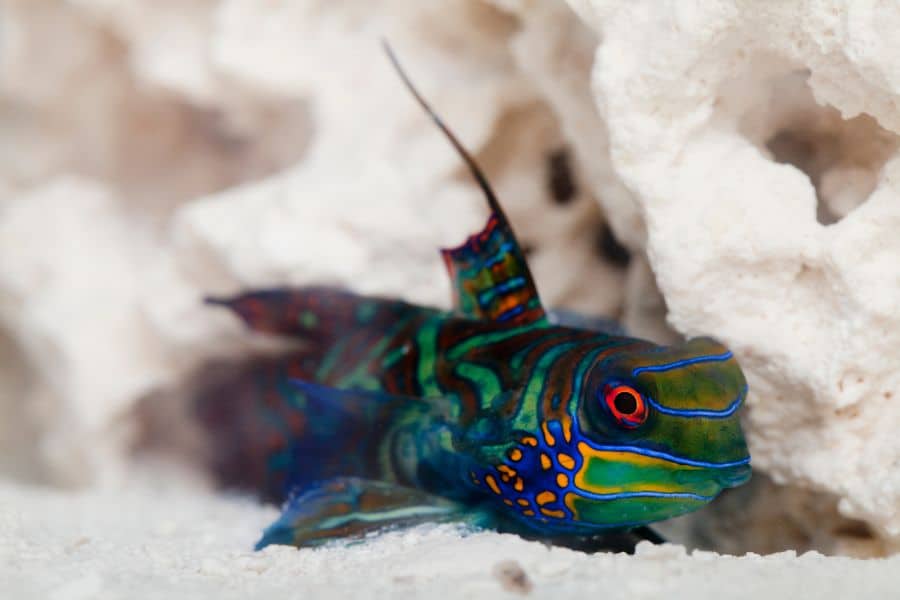 Mandarin Dragonet