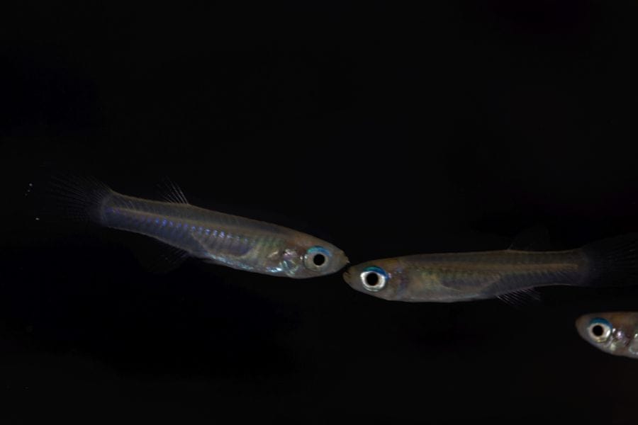 Norman's Lampeye Killifish