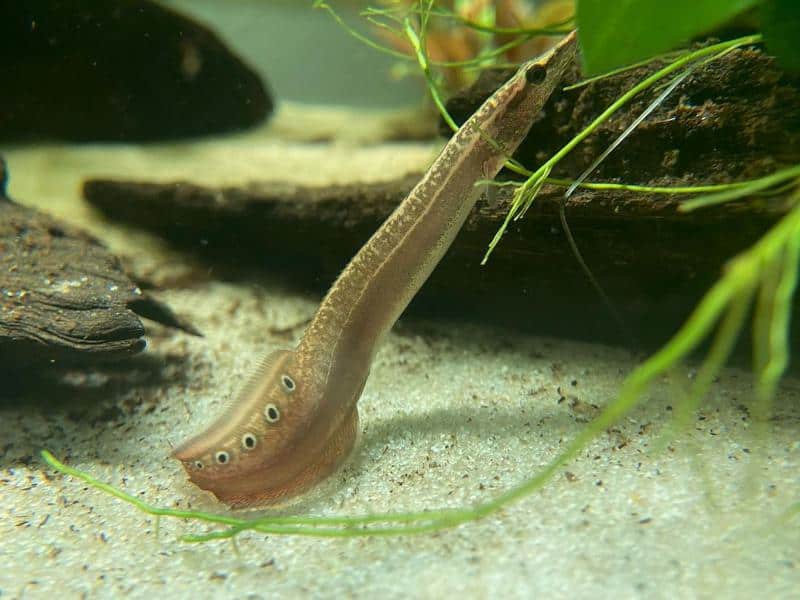 Peacock Eel