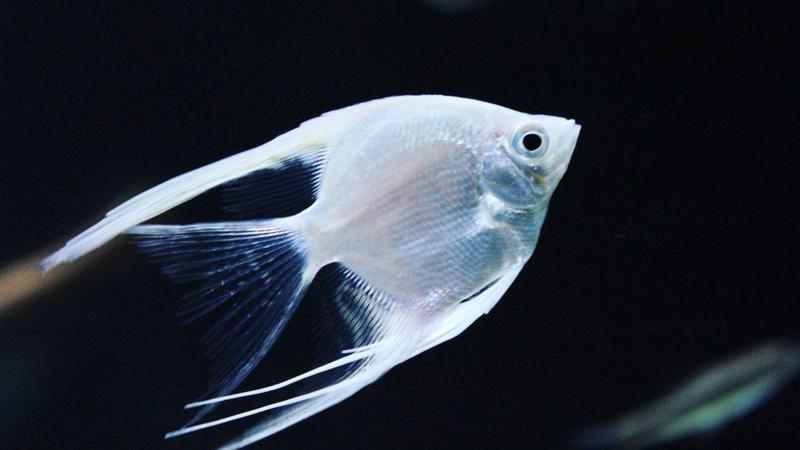 Platinum Angelfish