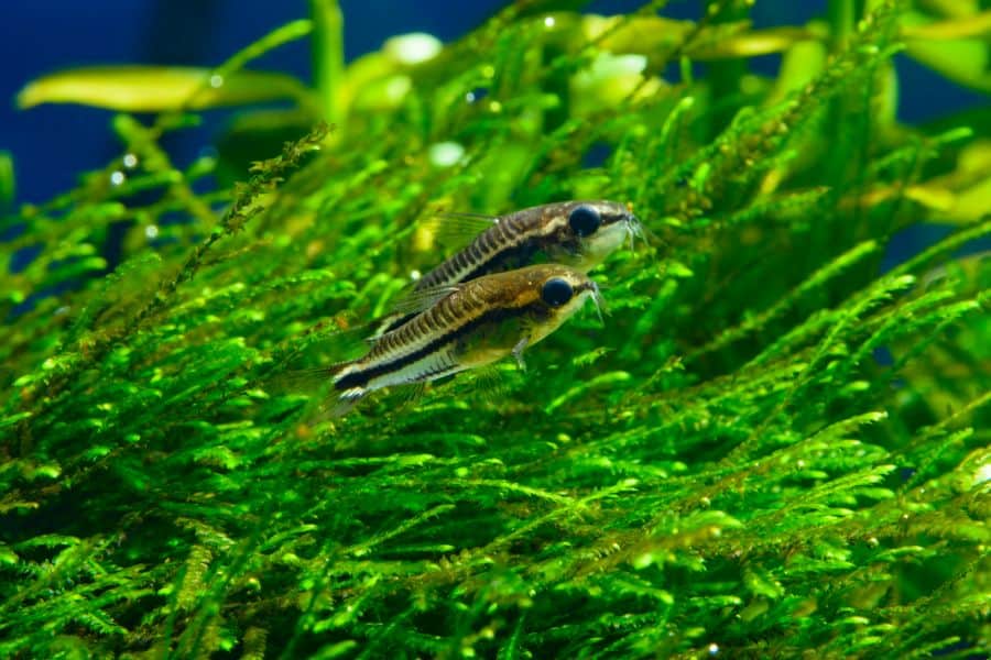 Pygmy Corydoras Catfish