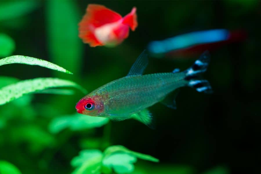 Rummynose Tetra