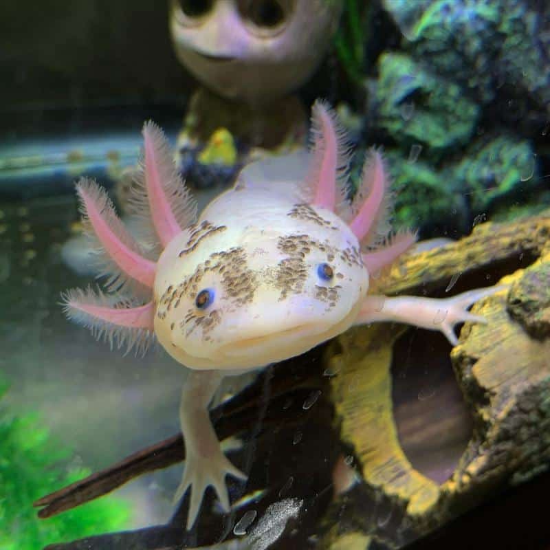 Speckled Leucistic