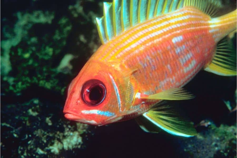 Squirrelfish